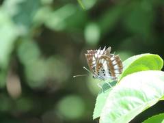 Neptis pryeri