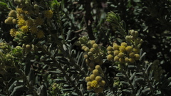 Monticalia ledifolia