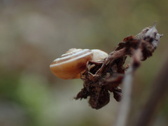 Helicella itala