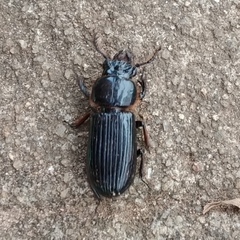 Passalidae