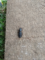 Passalidae