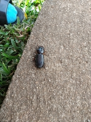 Passalidae