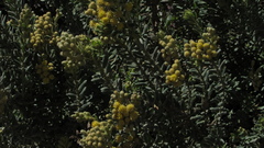 Monticalia ledifolia