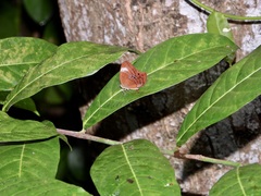 Abisara geza
