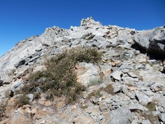 Holodiscus discolor microphyllus