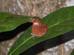 Abisara geza