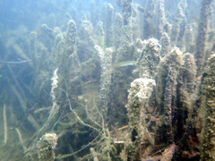 Atherinosoma microstoma