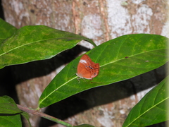 Abisara geza