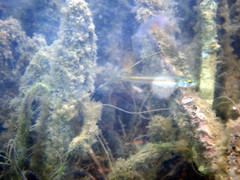 Atherinosoma microstoma