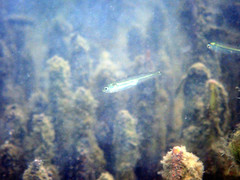 Atherinosoma microstoma