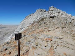 Holodiscus discolor microphyllus