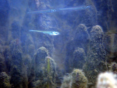 Atherinosoma microstoma