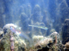 Atherinosoma microstoma