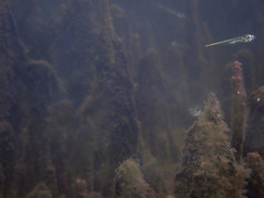 Atherinosoma microstoma