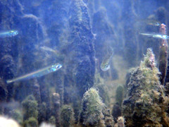 Atherinosoma microstoma