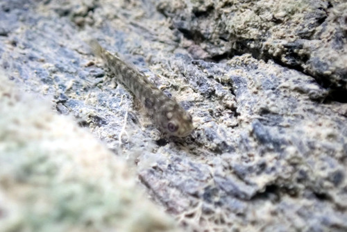 Stigmate mangrove goby (Mugilogobius stigmaticus) — Gobiidae