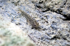 Mugilogobius stigmaticus