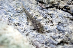 Mugilogobius stigmaticus