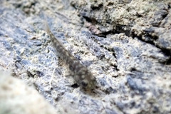 Mugilogobius stigmaticus