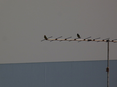 Psilopogon haemacephalus