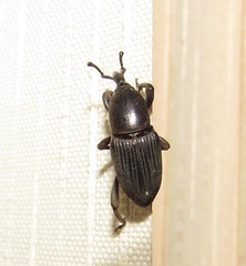 Cosmopolites sordidus