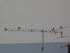 Psilopogon haemacephalus