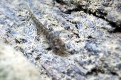 Mugilogobius stigmaticus