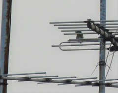 Psilopogon haemacephalus