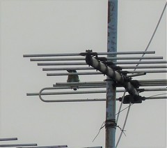 Psilopogon haemacephalus