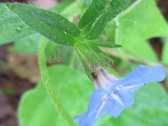 Aegonychon zollingeri