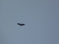 Mycteria leucocephala