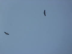 Mycteria leucocephala