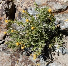Ericameria discoidea