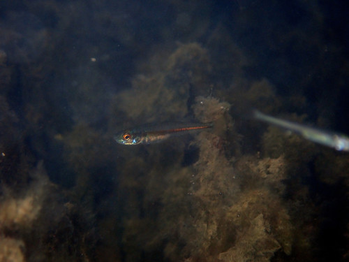 Smallmouth hardyhead (Atherinosoma microstoma) — Atherinidae — 5