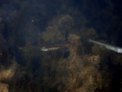 Atherinosoma microstoma