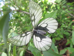 Parnassius stubbendorfii
