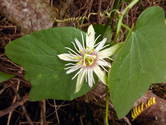 Passiflora rubra