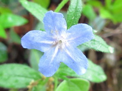 Aegonychon zollingeri