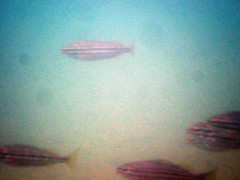 Helotes octolineatus