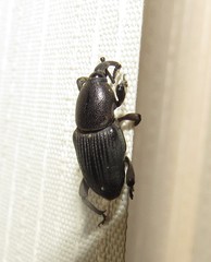 Cosmopolites sordidus