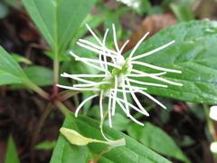 Chloranthus