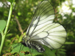 Parnassius stubbendorfii