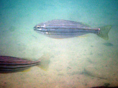 Helotes octolineatus