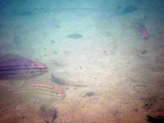 Helotes octolineatus