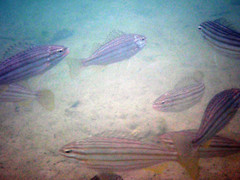 Helotes octolineatus