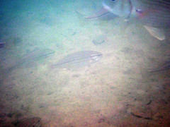 Helotes octolineatus