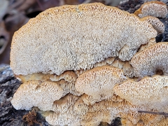 Cerrena zonata
