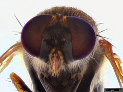 Anabarhynchus plumbeoides