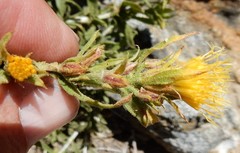 Ericameria discoidea
