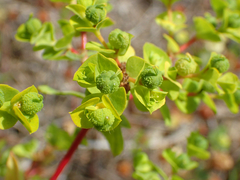 Euphorbia flavicoma